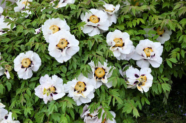 10 TREE PEONY Mountain Paeony Paeonia Suffruticosa Arborea Mixed Colors Red Pink White Purple Yellow Bicolor Flower Shrub Seeds